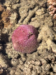 Fungia fungites