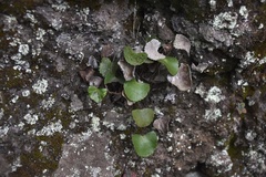 Adiantum reniforme