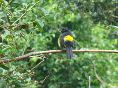 Phainoptila melanoxantha