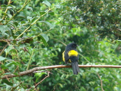 Phainoptila melanoxantha