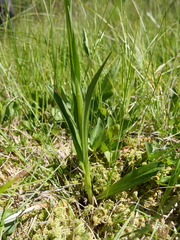 Dactylorhiza