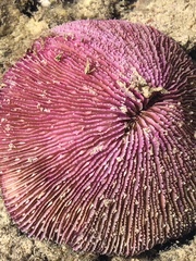 Fungia fungites