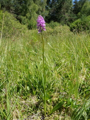 Dactylorhiza