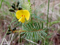 Gompholobium pinnatum