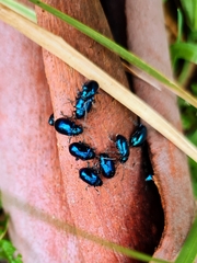 Chrysomelidae
