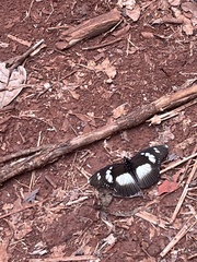 Pseudacraea lucretia