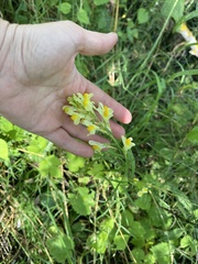 Linaria vulgaris