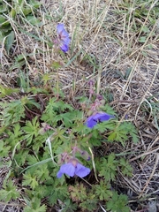 Geranium pratense