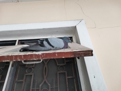 Columba livia domestica