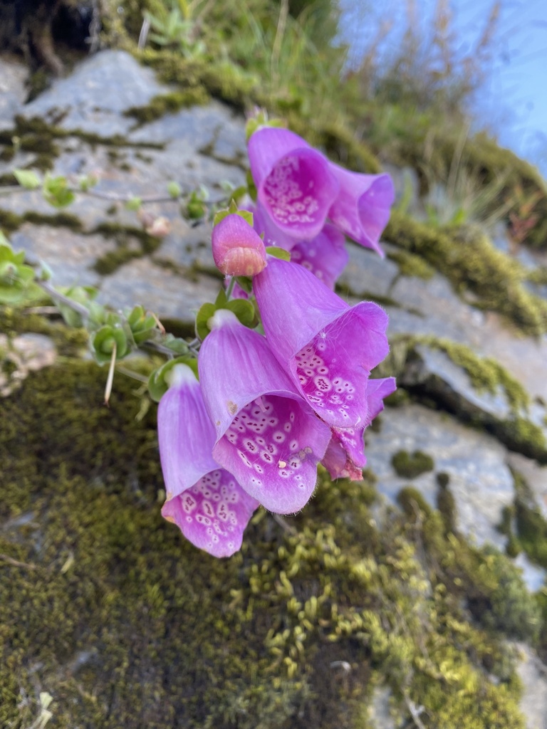 Foxgloves