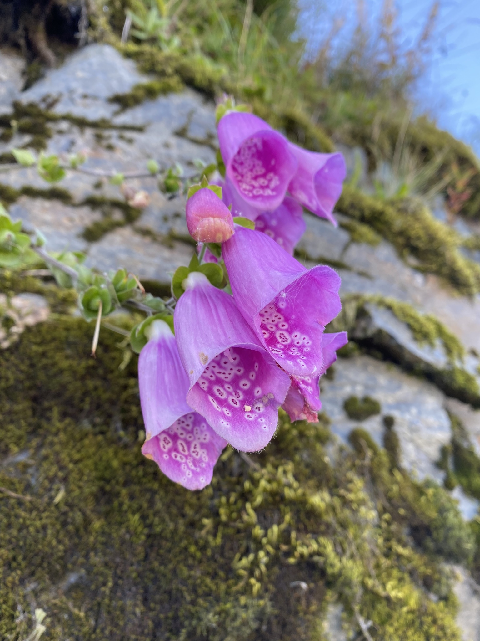 Digitalis