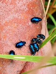 Chrysomelidae