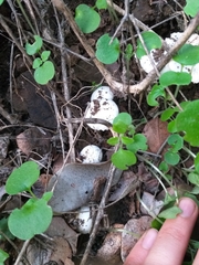 Leucoagaricus