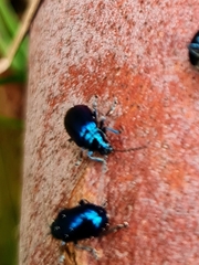 Chrysomelidae