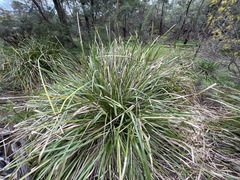 Lomandra