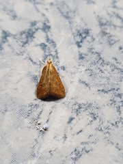 Udea ferrugalis