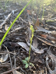 Pterostylis