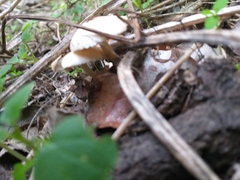 Leucoagaricus