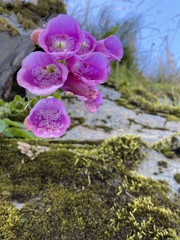 Digitalis purpurea