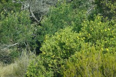 Osteospermum moniliferum