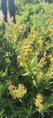 Tetragonia