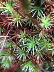 Polytrichum