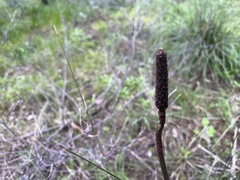 Xanthorrhoea minor lutea