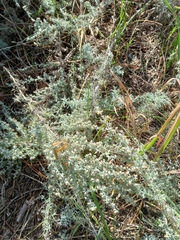Artemisia