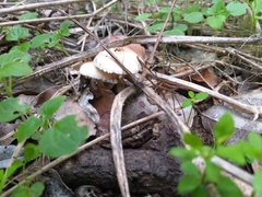 Leucoagaricus