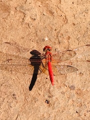 Diplacodes haematodes
