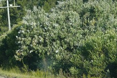 Tarchonanthus littoralis