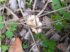 Leucoagaricus
