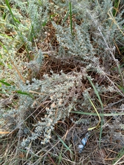 Artemisia