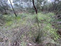 Xanthorrhoea minor lutea