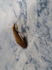 Udea ferrugalis