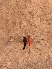 Diplacodes haematodes