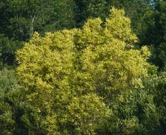 Leucadendron salignum