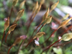 Polytrichum