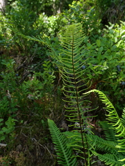 Struthiopteris spicant