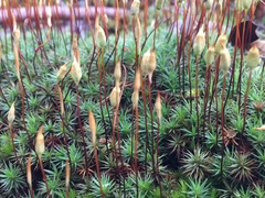 Polytrichum