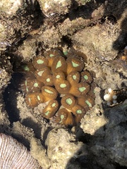 Caulastraea furcata