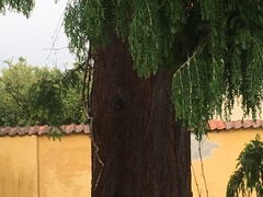 Chamaecyparis lawsoniana