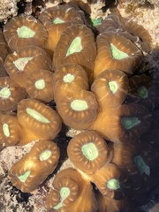 Caulastraea furcata
