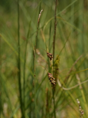 Carex limosa