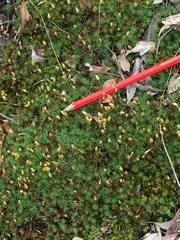 Polytrichum