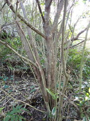 Rhamnus alaternus