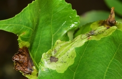 Gracillaria syringella