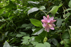 Passiflora tarminiana