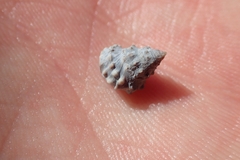 Nodilittorina pyramidalis