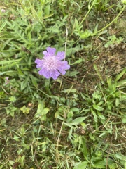 Scabiosa